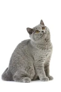 Blue British Shorthair Domestic Cat