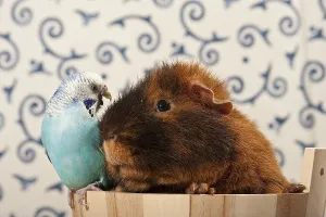 Blue budgerigar, budgie, and US teddy guinea pig in a small tub