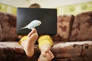 A blue budgie is sitting on the leg of a teenager