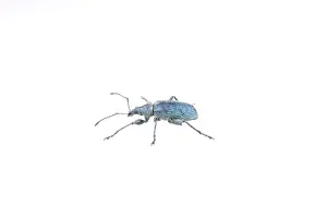 Blue bug isolated on a white background