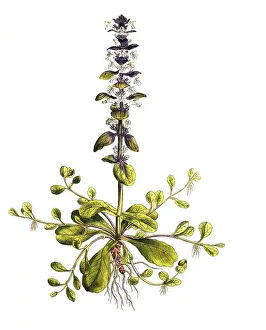 Blue bugles (Ajuga reptans), also Guldenguensel