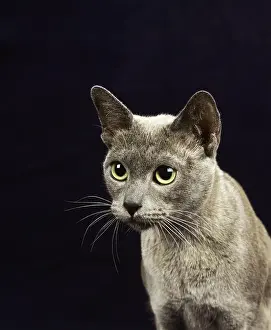 Blue Burmese domestic cat, portrait of an adult against the background of the reverse side