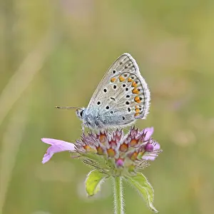 Blue butterfly (Polyommatus icarus)