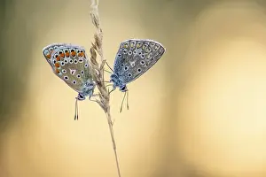 Blue butterfly (Polyommatus icarus)