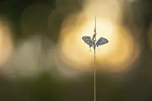 Blue butterfly (Polyommatus icarus)