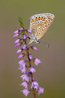 Blue butterfly (Polyommatus icarus)