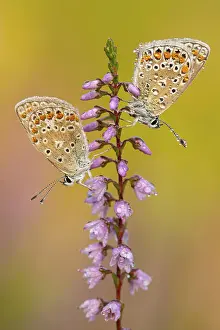 Blue butterfly (Polyommatus icarus)