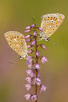 Blue butterfly (Polyommatus icarus)