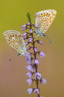 Blue butterfly (Polyommatus icarus)