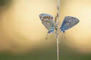 Blue butterfly (Polyommatus icarus)