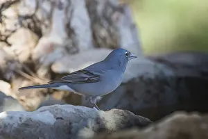 Blue Chaffinch (Fringilla teydea) male