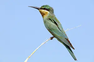 Blue-cheeked Bee-eater, (Merops persicus)