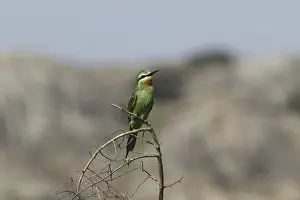 Blue-cheeked Bee-eater (Merops persicus)