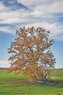 Blue cloudy sky and autumnal oak (Quercus)