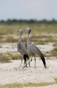 Blue Crane (Anthropoides paradisea)