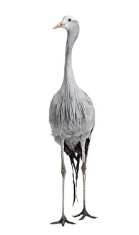 Blue Crane, Grus paradisea, also known as the Stanley crane and the paradise crane standing against white background