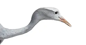Blue Crane, Grus paradisea, also known as the Stanley crane and the paradise crane against white background