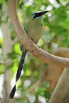 Blue-crowned Motmot (Momotus momota)