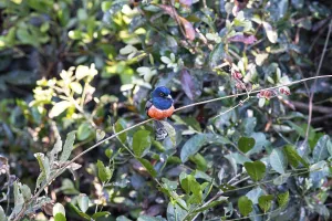 Blue-crowned trogon (trogon curucui) Pantanal Brazil
