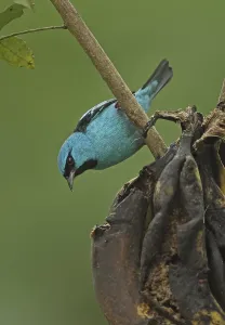 Blue Dacnis (Dacnis cayana paraguayensis)