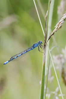 Blue Damselfly resting on a branch closeup