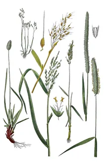 Blue elf-grass, blue-grass, Sesleria coerulea (bottom left)