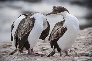 Blue-eyed Cormorant (Phalacrocorax atriceps)