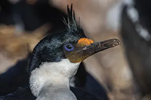 Blue-eyed Cormorant (Phalacrocorax atriceps)