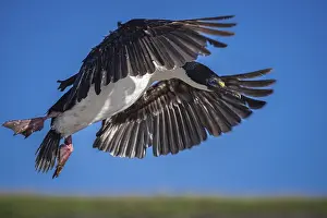 Blue-eyed Cormorant (Phalacrocorax atriceps)