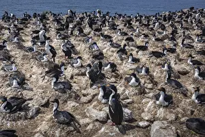 Blue-eyed Cormorant (Phalacrocorax atriceps)