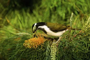 Blue-faced Honeyeater or Bananabird (Entomyzon cyanotis)