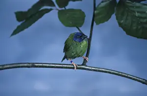 Blue-faced Parrot Finch (Erythrura trichroa)