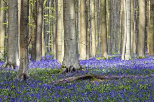 Blue flowering bluebells (Hyacinthoides non-scripta) in the copper beech (Fagus sylvatica) forest