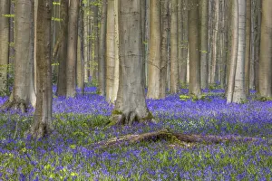 Blue flowering bluebells (Hyacinthoides non-scripta) in the copper beech (Fagus sylvatica) forest
