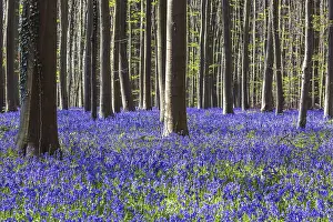 Blue flowering bluebells (Hyacinthoides non-scripta) in the copper beech (Fagus sylvatica) forest