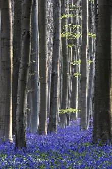Blue flowering bluebells (Hyacinthoides non-scripta) in the copper beech (Fagus sylvatica) forest