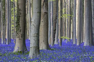Blue flowering bluebells (Hyacinthoides non-scripta) in the copper beech (Fagus sylvatica) forest