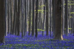 Blue flowering bluebells (Hyacinthoides non-scripta) in the copper beech (Fagus sylvatica) forest