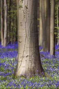 Blue flowering bluebells (Hyacinthoides non-scripta) in the copper beech (Fagus sylvatica) forest