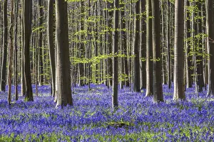 Blue flowering bluebells (Hyacinthoides non-scripta) in the copper beech (Fagus sylvatica) forest