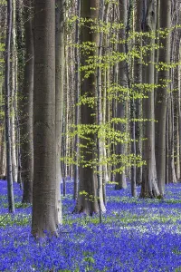 Blue flowering bluebells (Hyacinthoides non-scripta) in the copper beech (Fagus sylvatica) forest