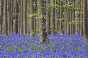Blue flowering bluebells (Hyacinthoides non-scripta) in the copper beech (Fagus sylvatica) forest