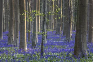 Blue flowering bluebells (Hyacinthoides non-scripta) in the copper beech (Fagus sylvatica) forest