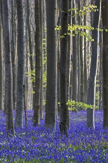 Blue flowering bluebells (Hyacinthoides non-scripta) in the copper beech (Fagus sylvatica) forest