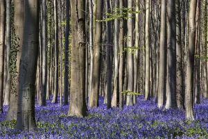 Blue flowering bluebells (Hyacinthoides non-scripta) in the copper beech (Fagus sylvatica) forest