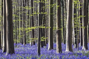 Blue flowering bluebells (Hyacinthoides non-scripta) in the copper beech (Fagus sylvatica) forest