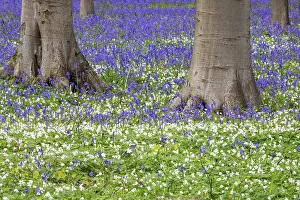 Blue flowering bluebells (Hyacinthoides non-scripta) in the copper beech (Fagus sylvatica) forest