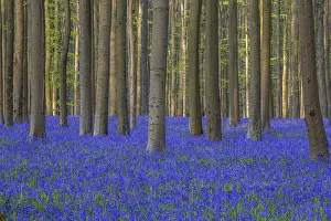 Blue flowering bluebells (Hyacinthoides non-scripta) in the copper beech (Fagus sylvatica) forest