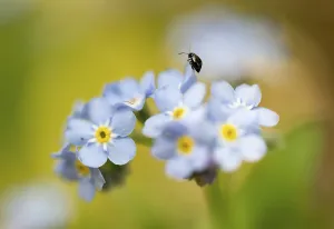 Blue flowers of the forget-me-not (Myosotis) with a small black beetle