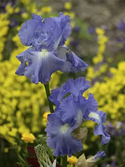 Blue flowers against a yellow plant background